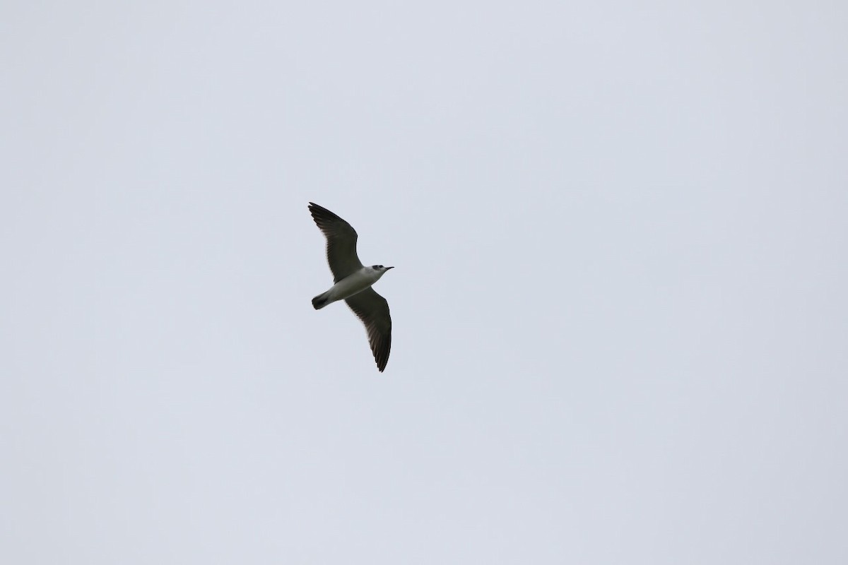 Franklin's Gull - ML610949853