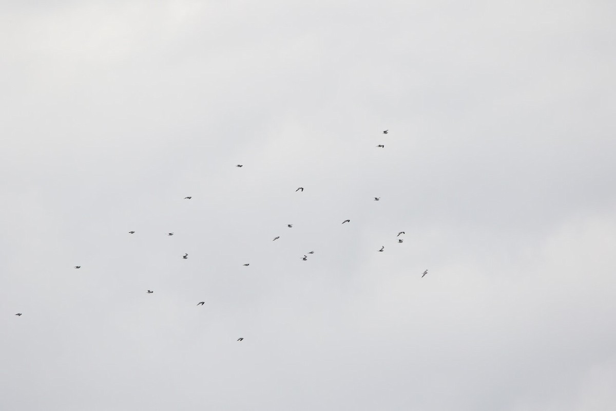 Franklin's Gull - ML610949854