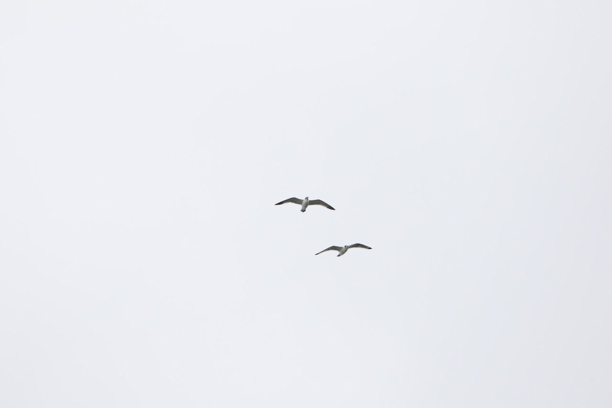 Franklin's Gull - ML610949855