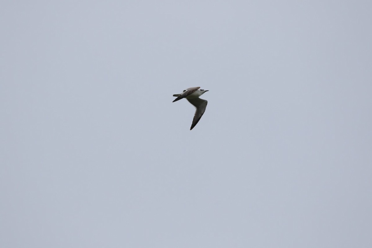 Franklin's Gull - ML610949856