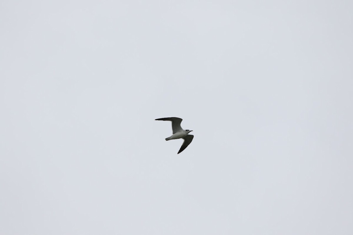 Franklin's Gull - ML610949857