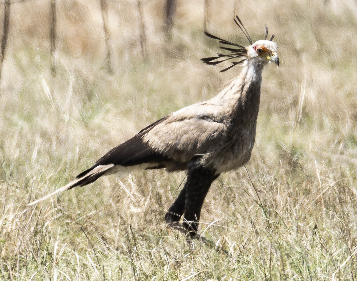 Secretarybird - ML610949894