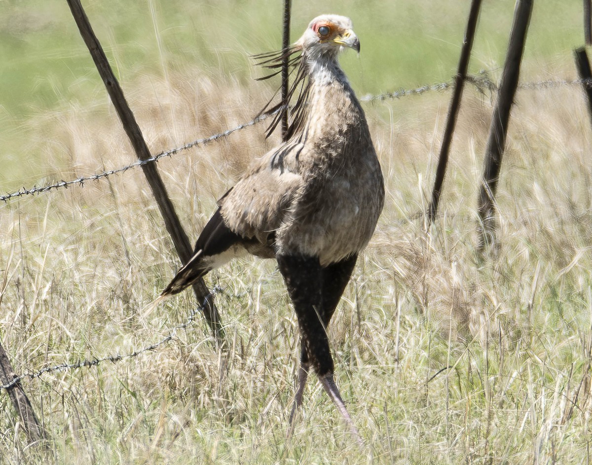 Secretarybird - ML610949895