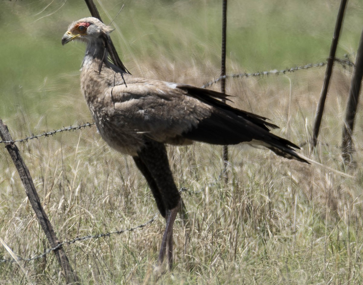 Secretarybird - ML610949896