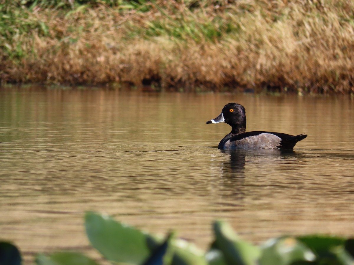 Ring-necked Duck - Christopher Tomera