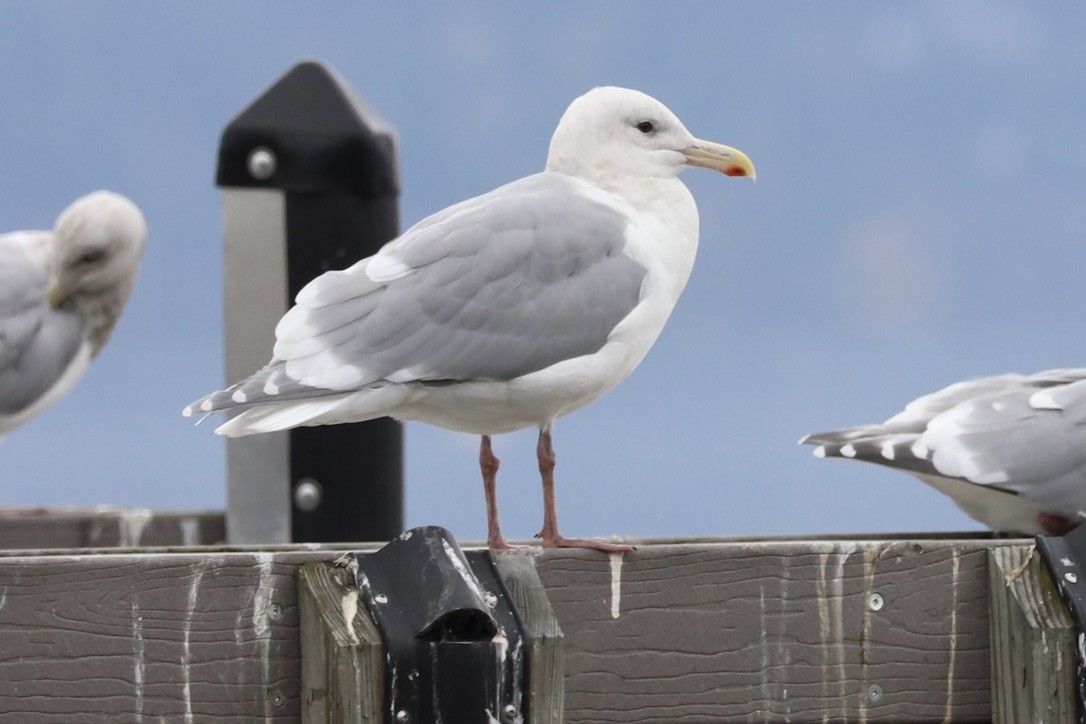 Glaucous-winged Gull - ML610950022