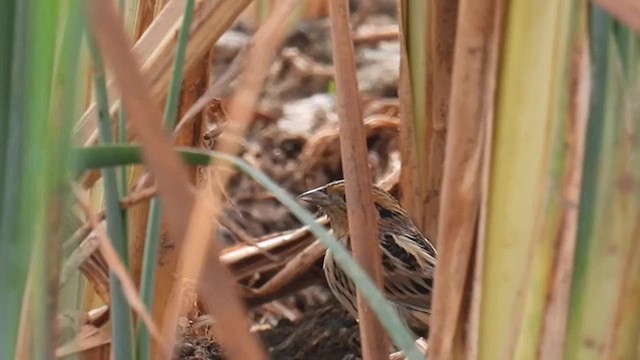 LeConte's Sparrow - ML610950169