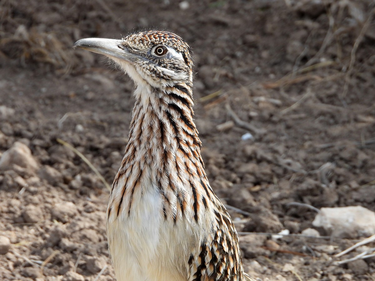 Greater Roadrunner - ML610950267