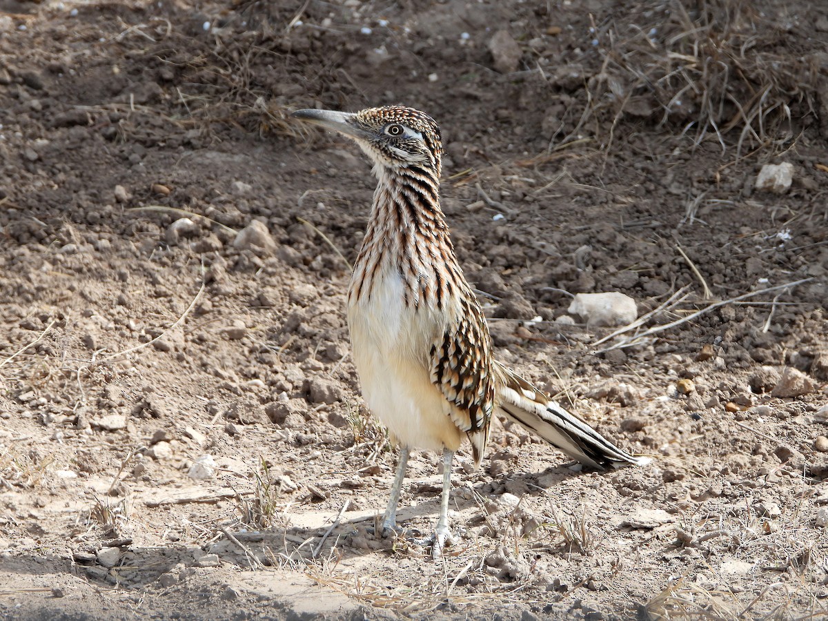 Greater Roadrunner - Luis Gonzalez