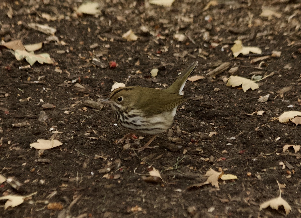 Ovenbird - Aaron Gyllenhaal