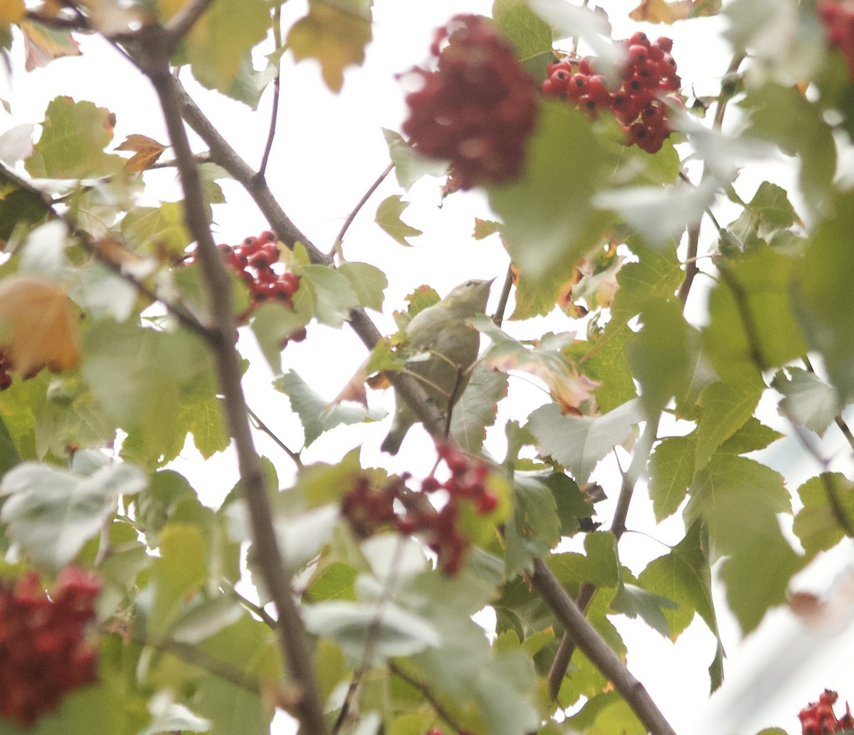 Tennessee Warbler - Aaron Gyllenhaal