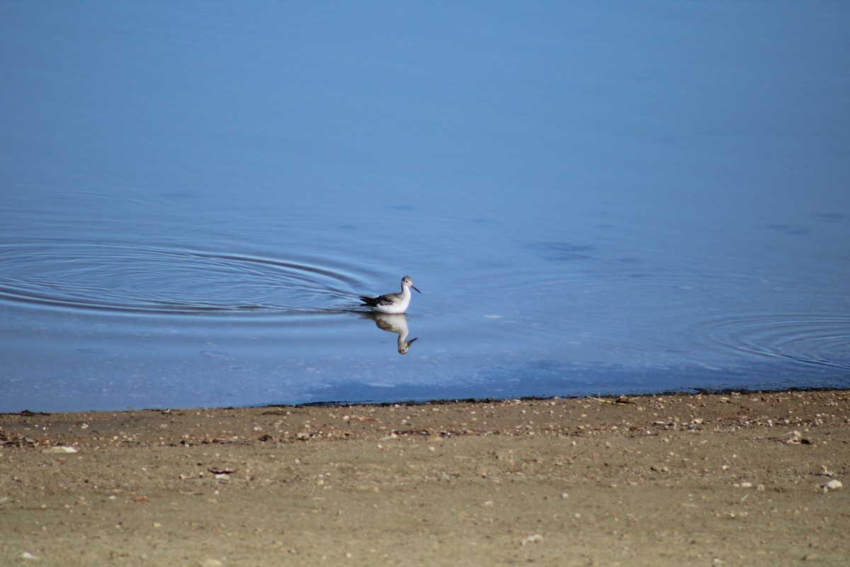 Greater Yellowlegs - Ryan Giordanelli