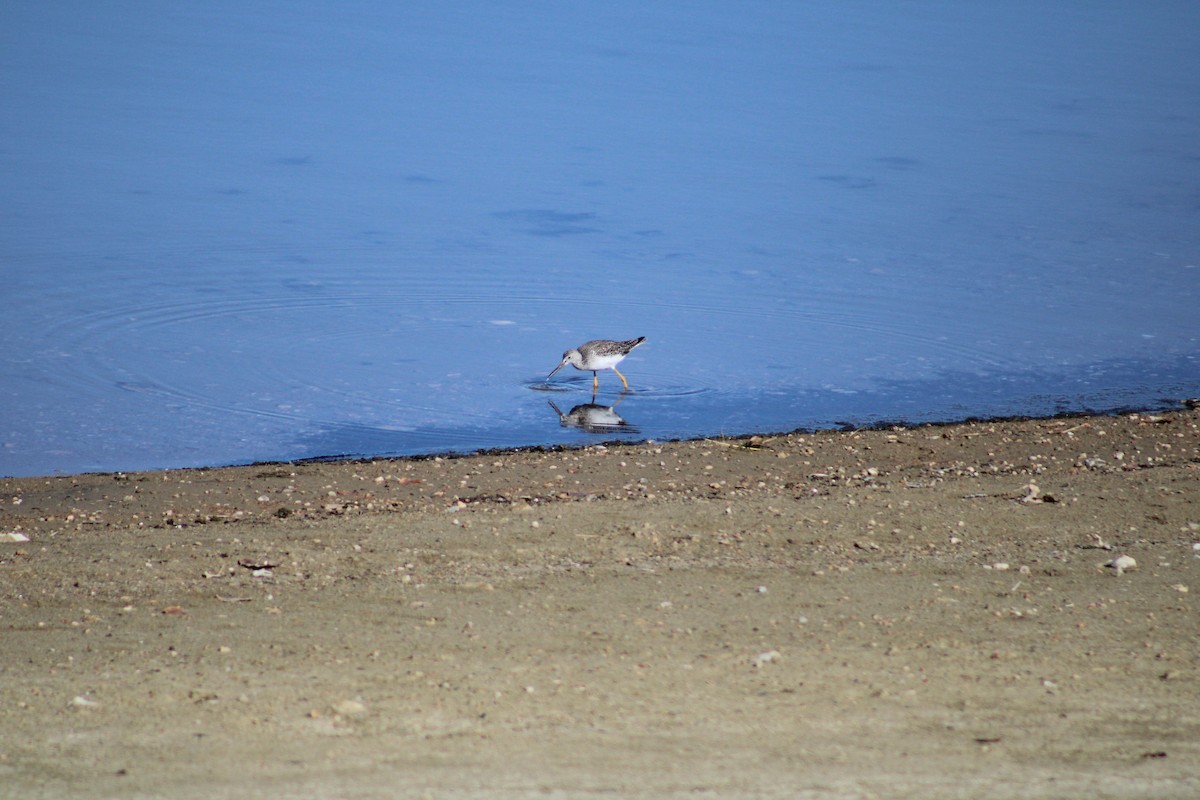 Greater Yellowlegs - ML610950370