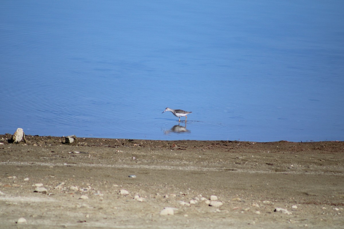 Greater Yellowlegs - ML610950371