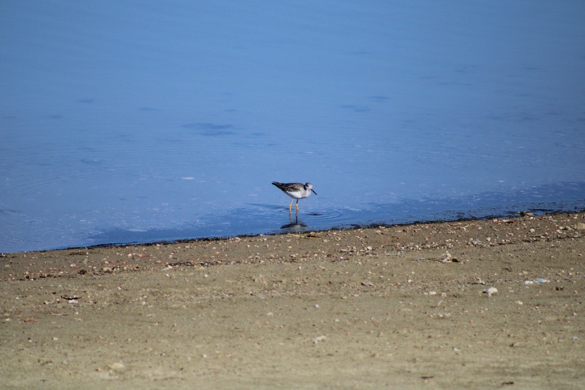 Greater Yellowlegs - ML610950372