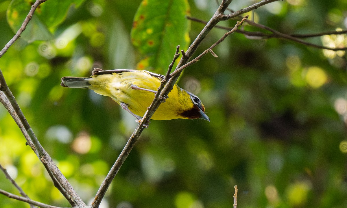 Rotstirn-Würgervireo - ML610950416