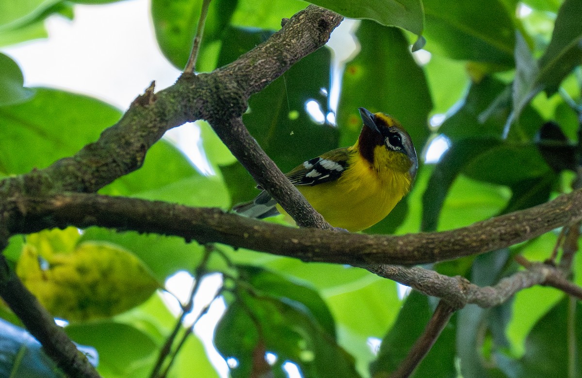 Rotstirn-Würgervireo - ML610950417