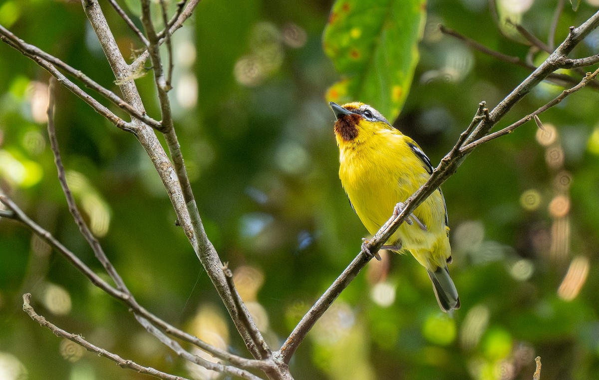 Rotstirn-Würgervireo - ML610950418