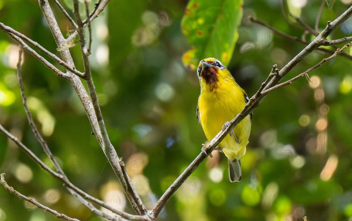 Rotstirn-Würgervireo - ML610950419