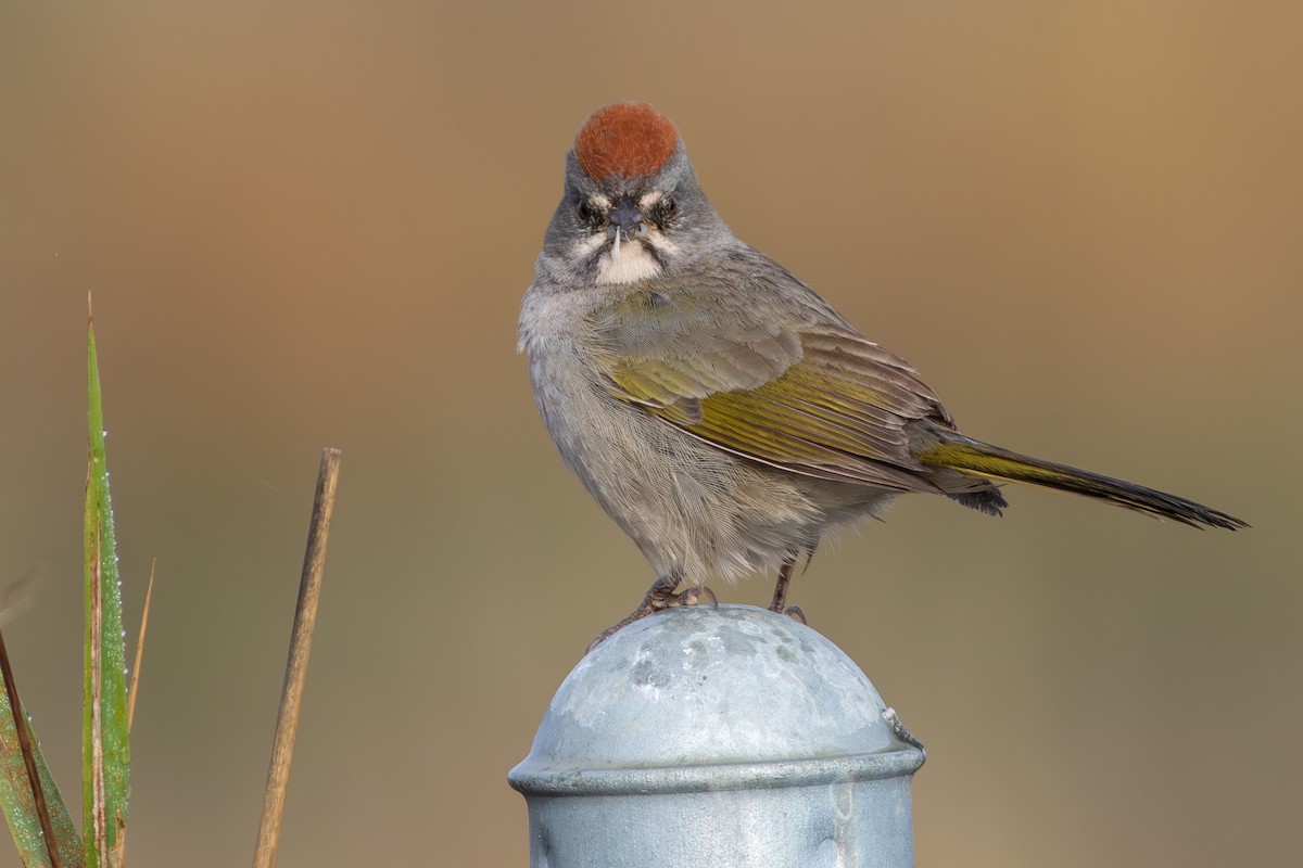 Green-tailed Towhee - Rob Fowler