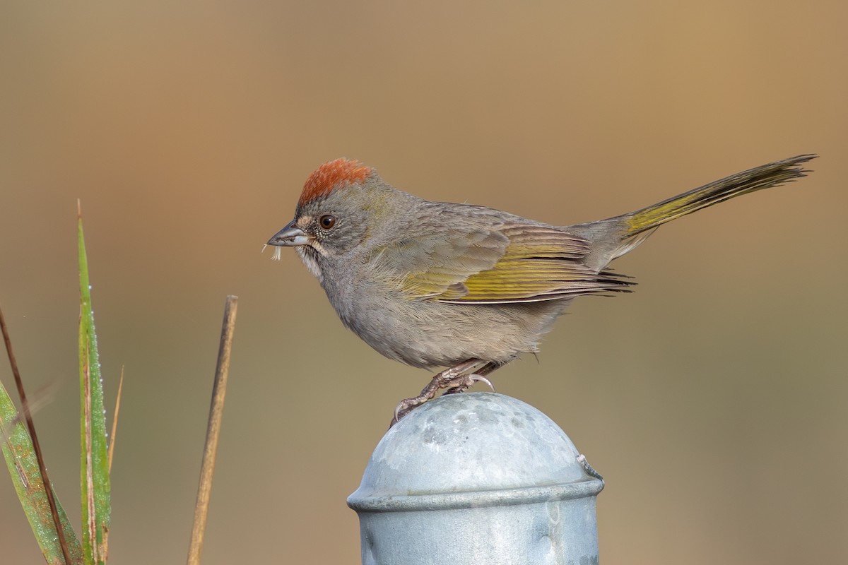 Green-tailed Towhee - Rob Fowler