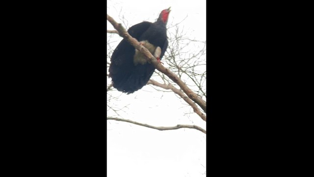 Red-throated Caracara - ML610950496