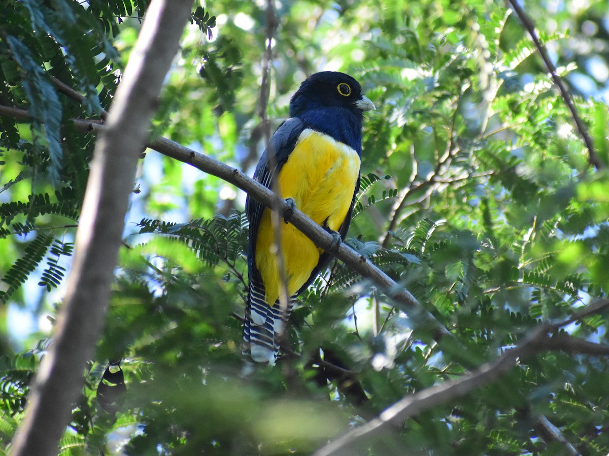 trogon podvazkový - ML610950499