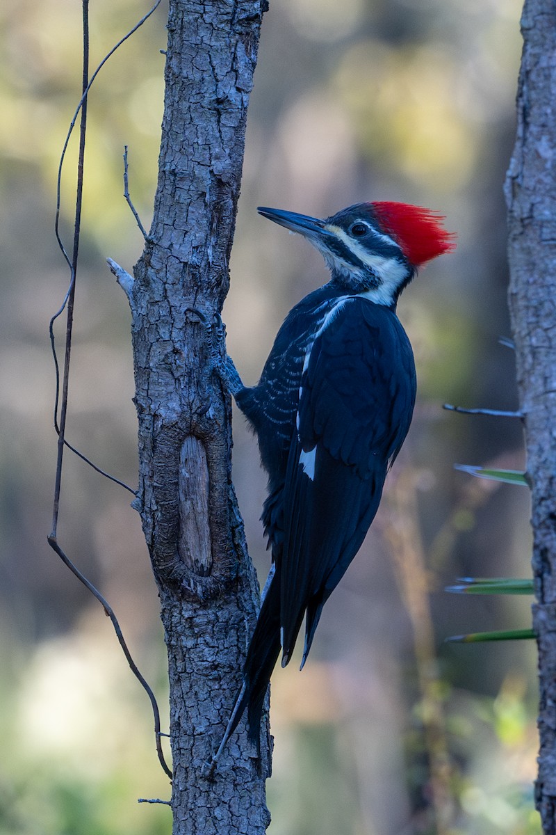 Pileated Woodpecker - ML610950615