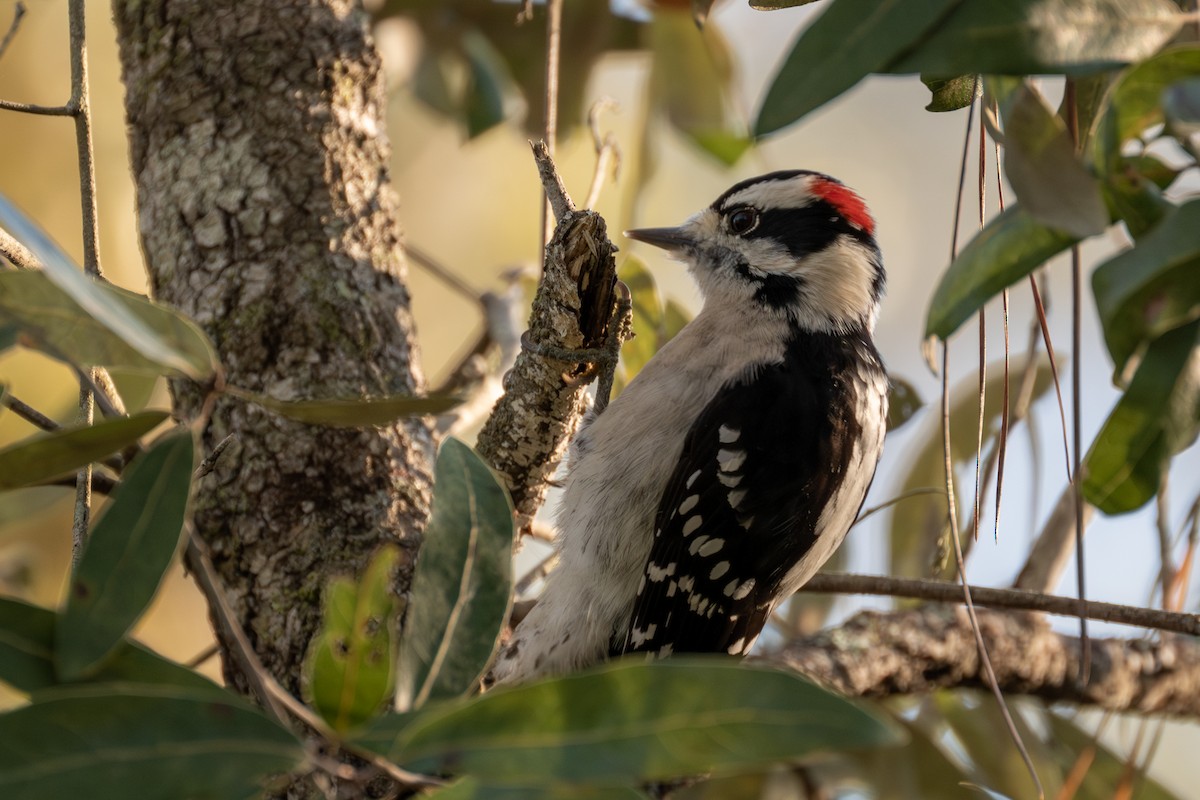 Downy Woodpecker - ML610950619