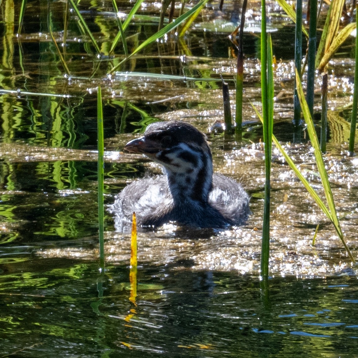 Pied-billed Grebe - ML610950624