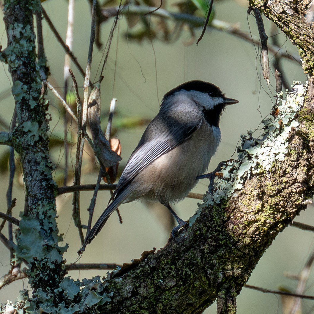 Carolina Chickadee - ML610950630