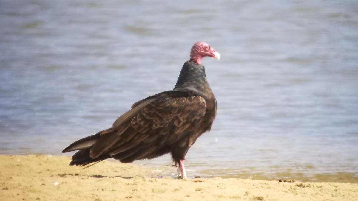 Turkey Vulture - ML610950636