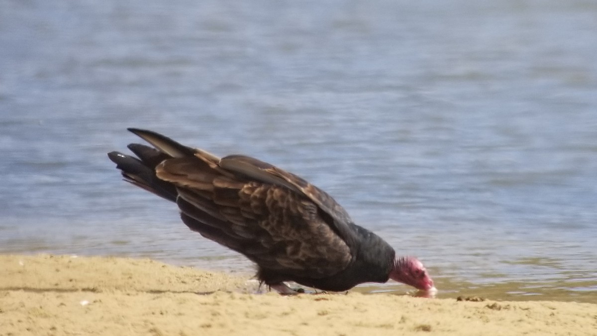 Turkey Vulture - ML610950637