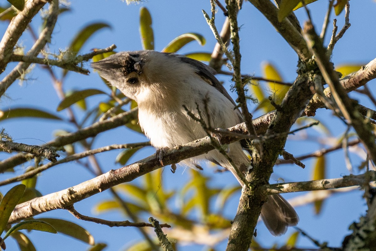 Tufted Titmouse - ML610950647