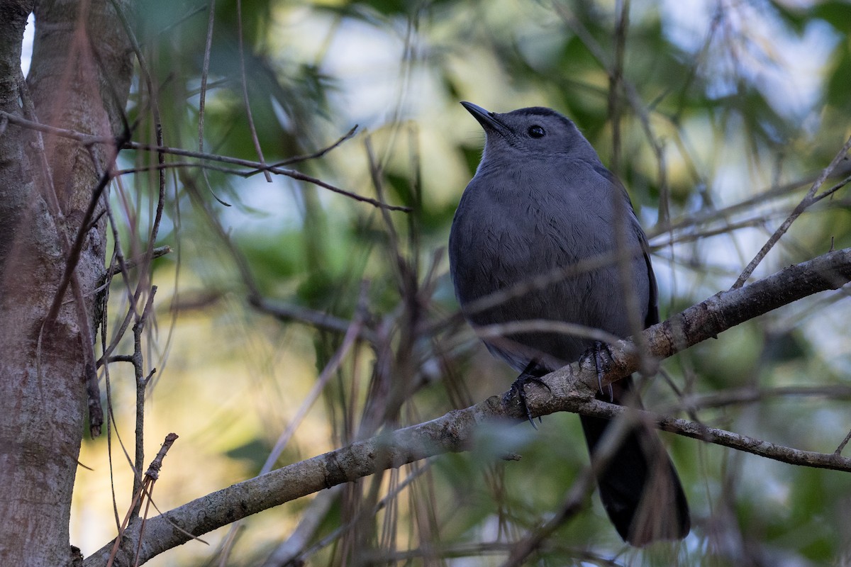 Gray Catbird - ML610950671