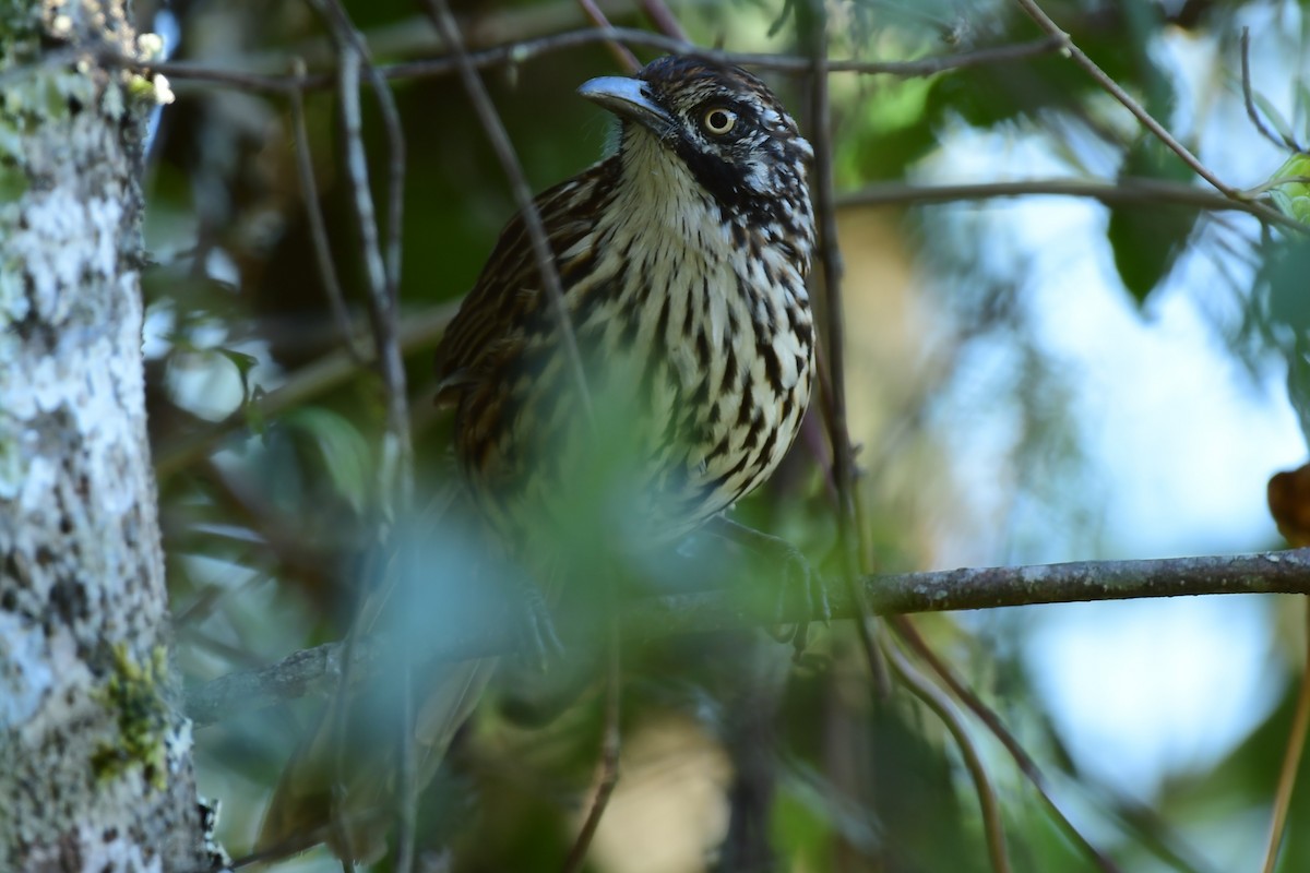 Babax del Monte Victoria - ML610950687