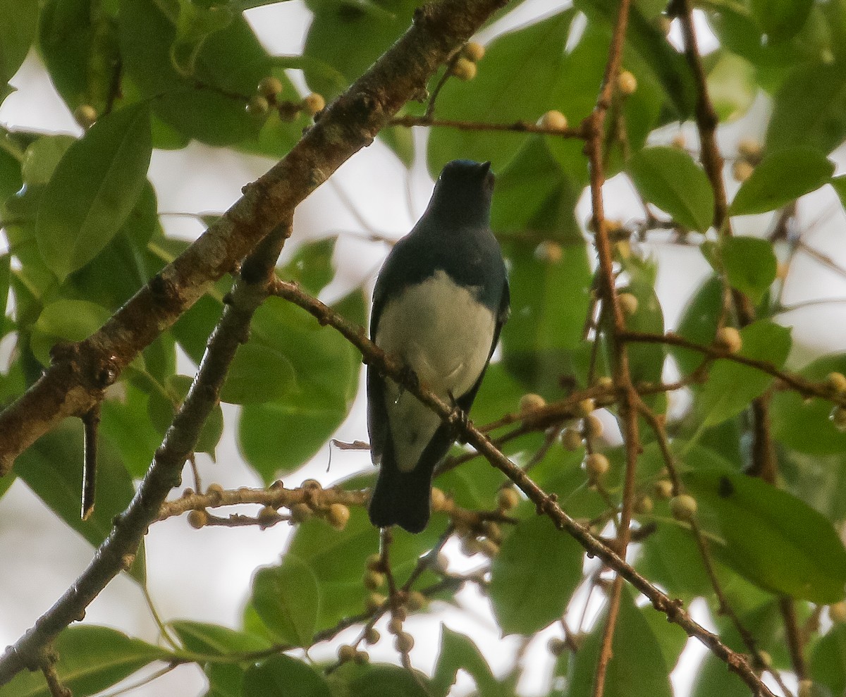 Zappey's Flycatcher - Neoh Hor Kee