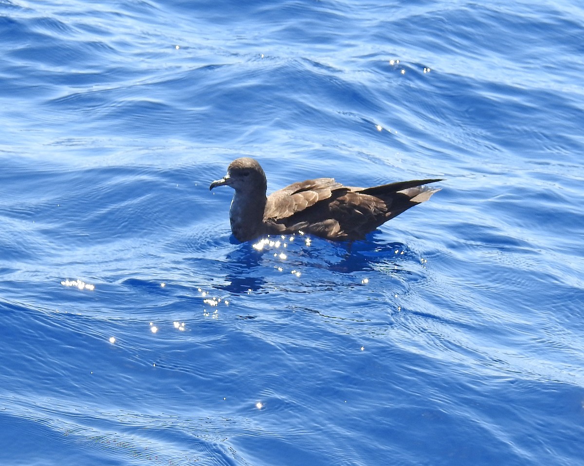 Wedge-tailed Shearwater - ML610950709