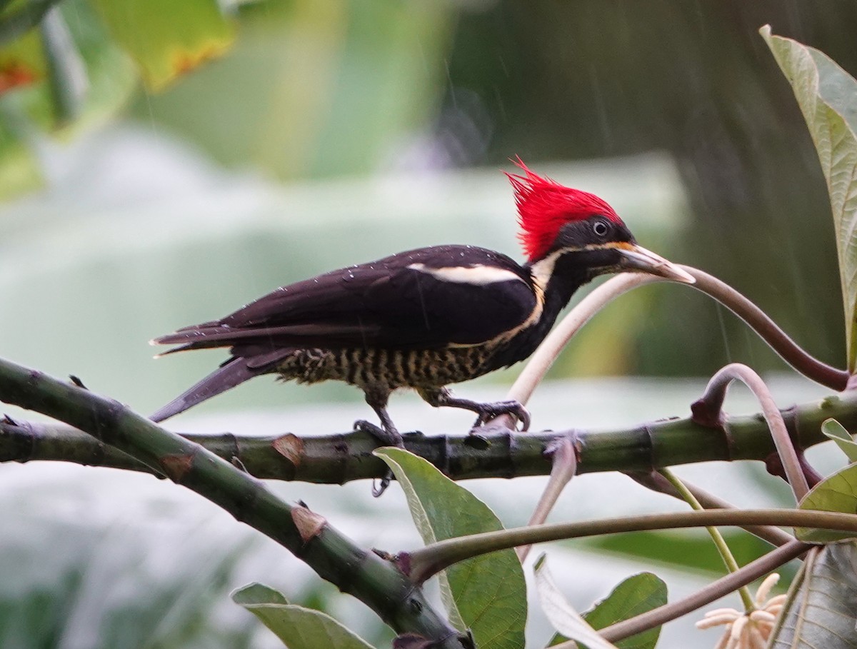 Lineated Woodpecker - ML610950797