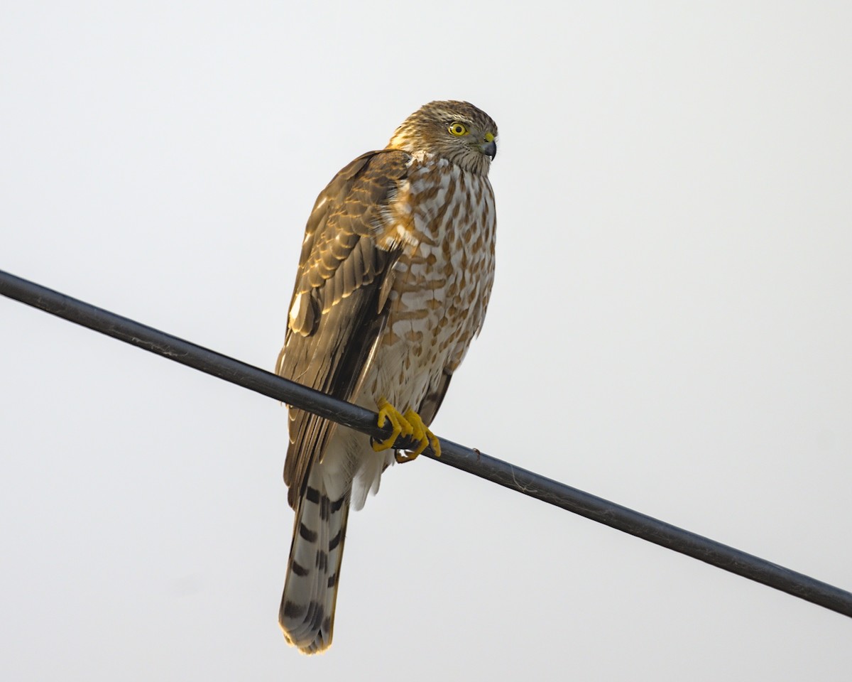 Sharp-shinned Hawk - ML610950815