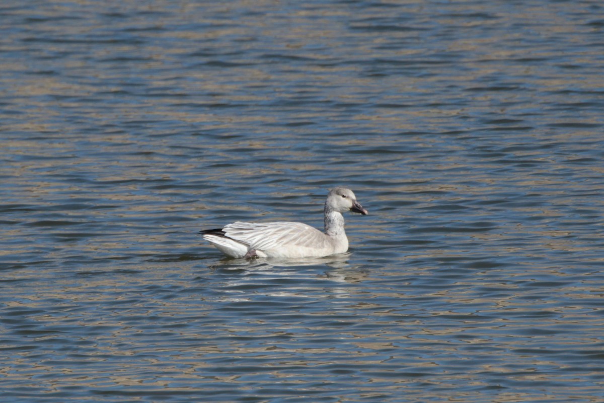 Snow Goose - ML610950830