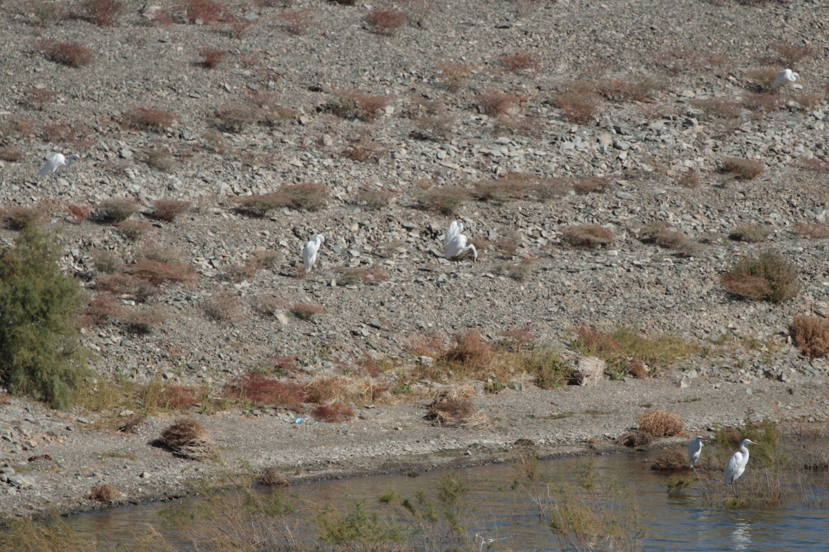 Great Egret - ML610950843