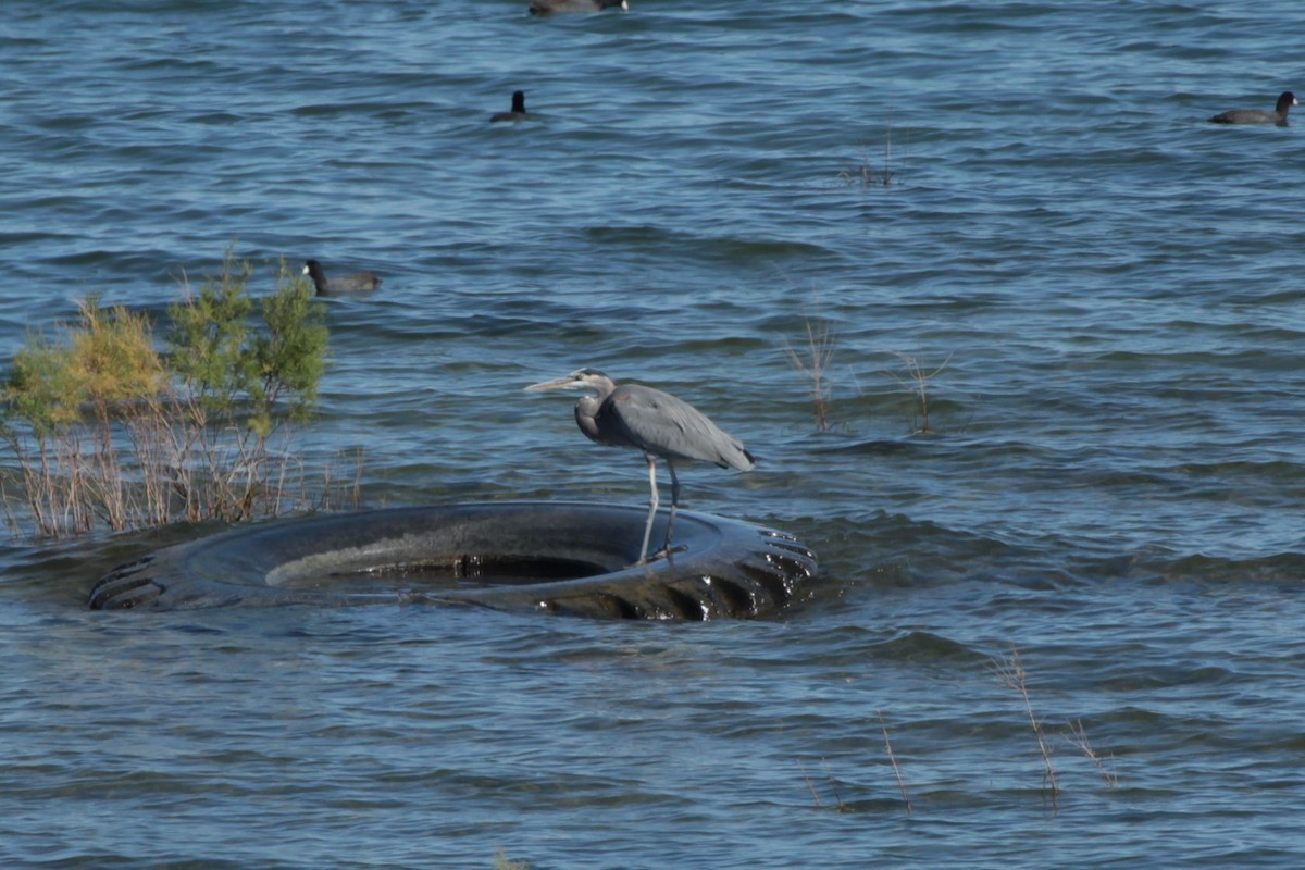 Great Blue Heron - ML610950855