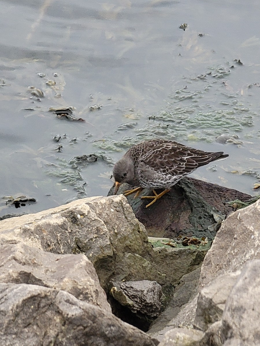 Purple Sandpiper - ML610950872