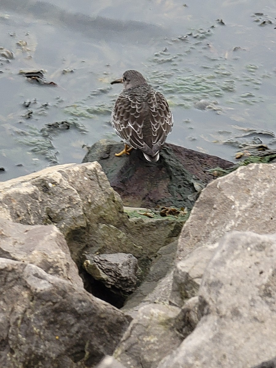 Purple Sandpiper - ML610950873