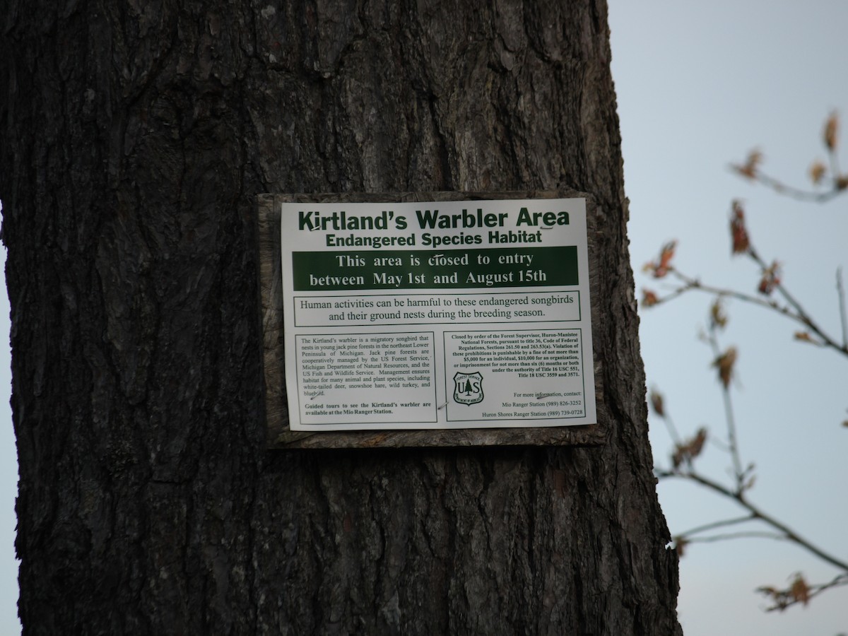 Kirtland's Warbler - ML610950963