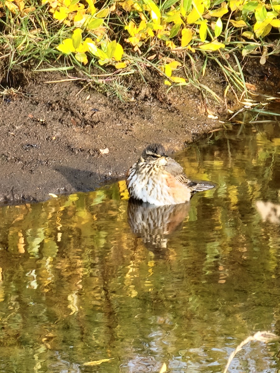 Redwing - Susan Schott