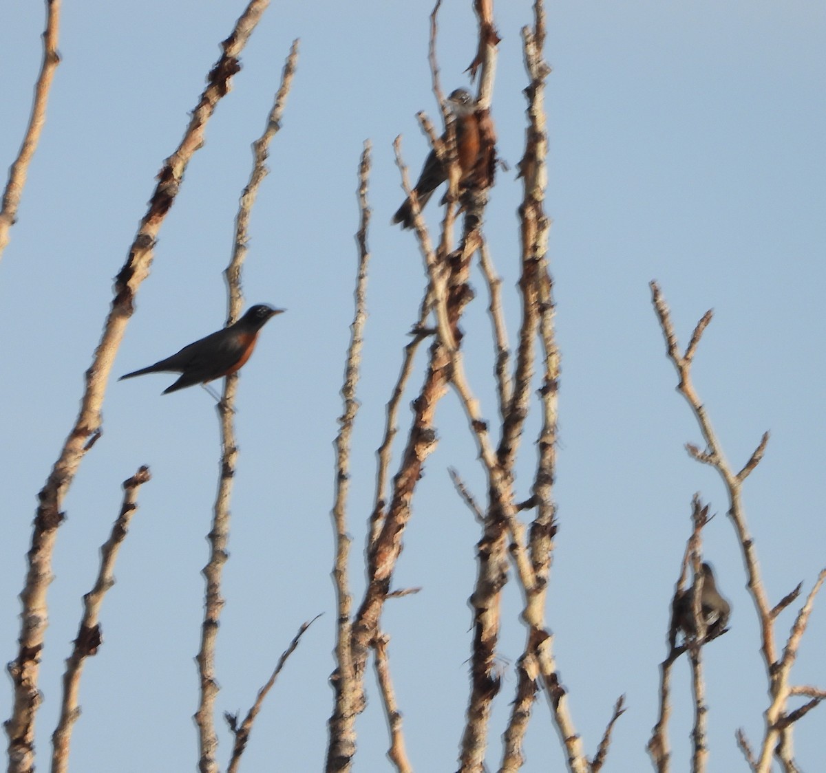 American Robin - ML610951107