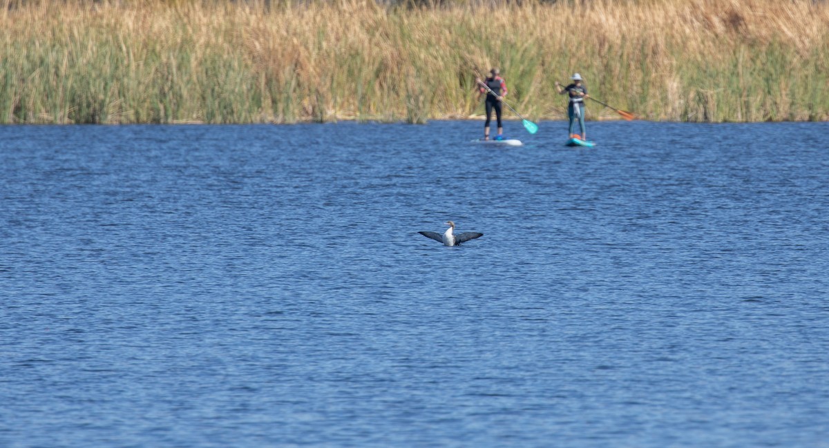 Pacific Loon - ML610951161