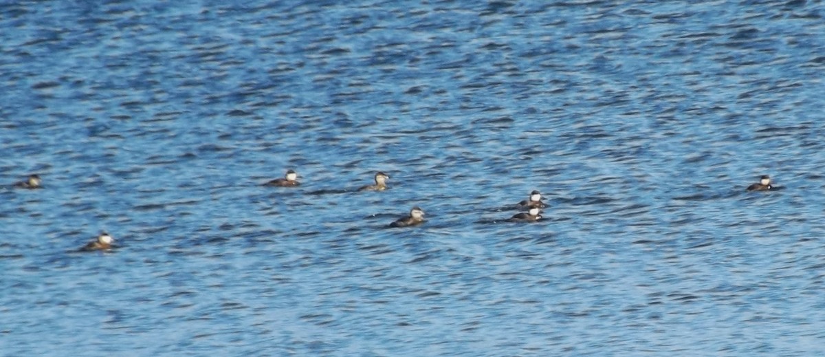 Ruddy Duck - ML610951224